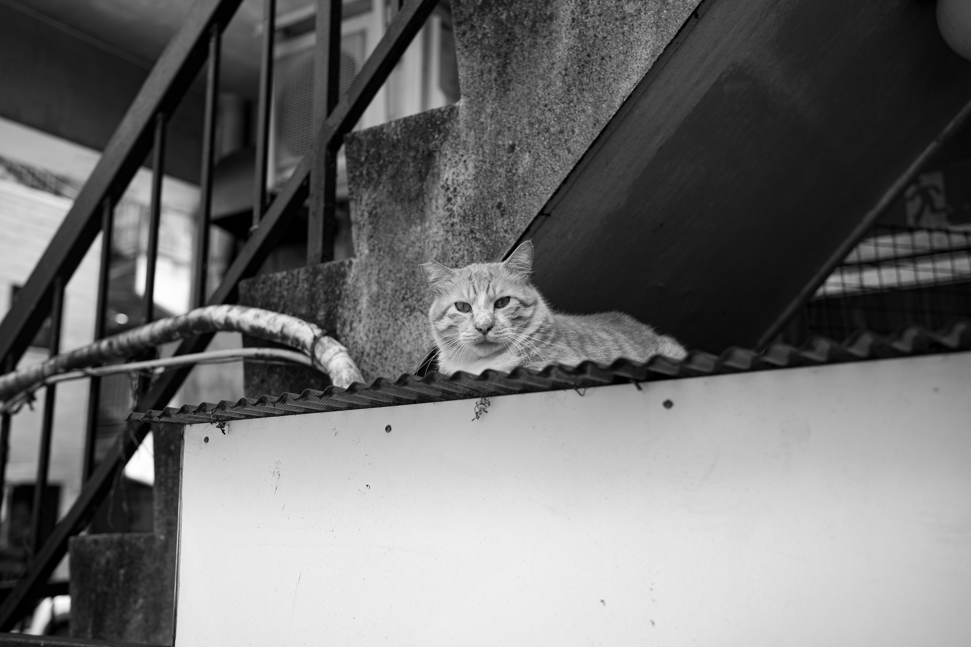 虎　トラ猫 とら 猫 CAT ねこ ネコ 寅 愛知 名古屋 Alto e Diritto altoediritto アルトエデリット ライカ LEICA APO SUMMICRON アポズミクロン ライカM10-p ASC100